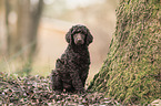 sitting King Poodle Puppy