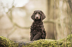 King Poodle Puppy
