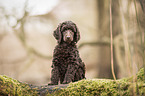 King Poodle Puppy