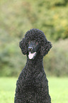 King Poodle portrait