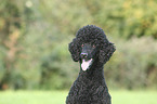 King Poodle portrait