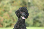 King Poodle portrait