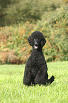 sitting King Poodle