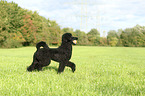 running King Poodle