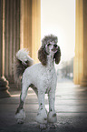 standing King Poodle