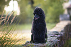 sitting King Poodle