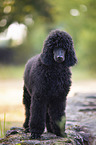 standing King Poodle