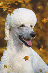 King Poodle portrait