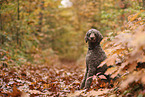 Giant Poodle