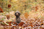 Giant Poodle