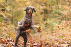Giant Poodle