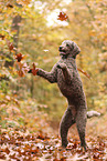 Giant Poodle