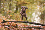 Giant Poodle