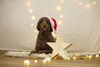 Giant poodle in christmas decoration