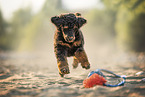 Royal Poodle Puppy