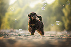 Royal Poodle Puppy