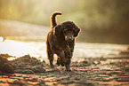Royal Poodle Puppy