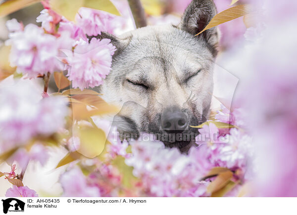 Kishu Hndin / female Kishu / AH-05435