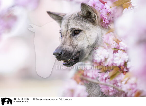 Kishu Hndin / female Kishu / AH-05437