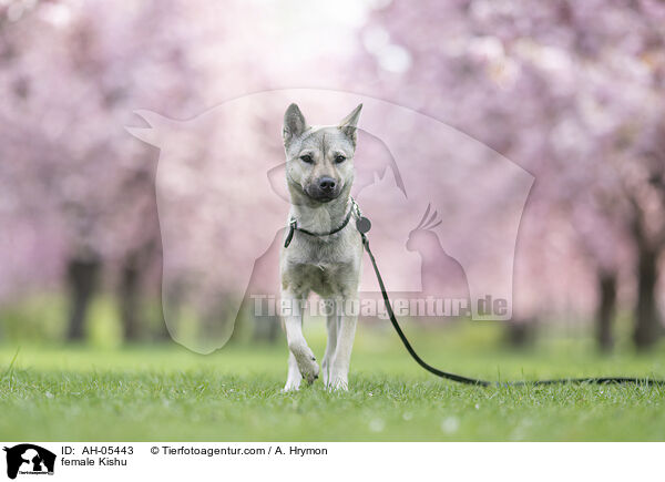 Kishu Hndin / female Kishu / AH-05443