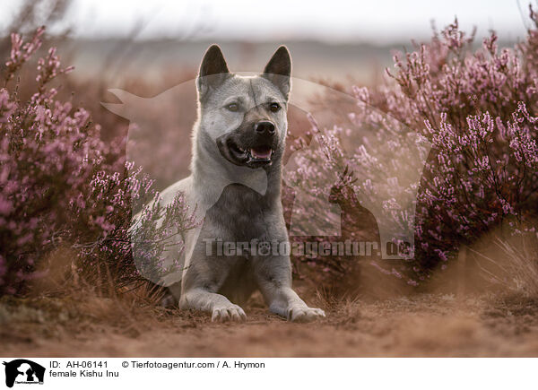 Kishu Inu Hndin / female Kishu Inu / AH-06141