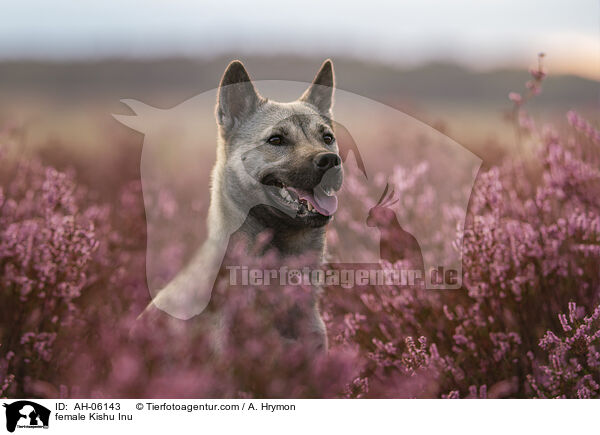 Kishu Inu Hndin / female Kishu Inu / AH-06143