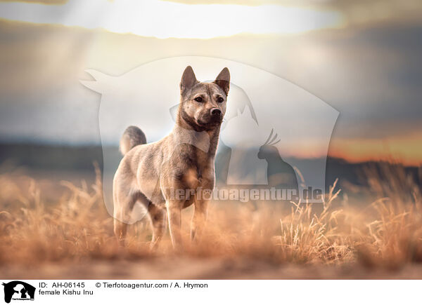 female Kishu Inu / AH-06145