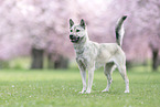 female Kishu