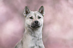 female Kishu