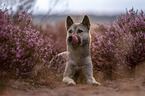 female Kishu Inu