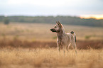 female Kishu Inu