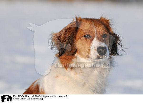 Small Dutch Waterfowl Dog / AP-04693