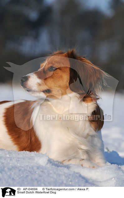 Small Dutch Waterfowl Dog / AP-04694