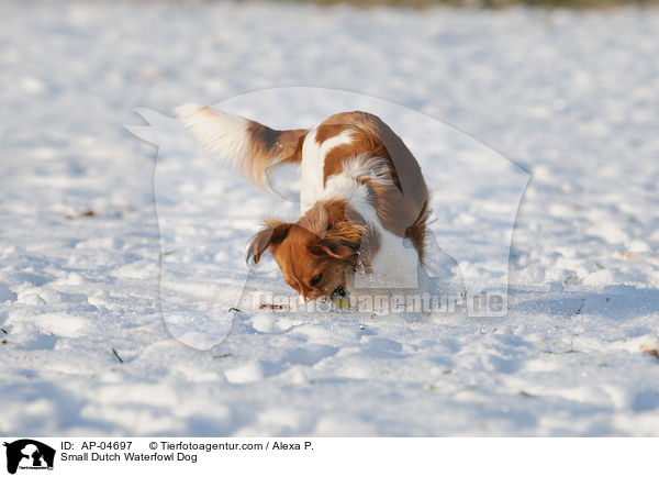 Small Dutch Waterfowl Dog / AP-04697