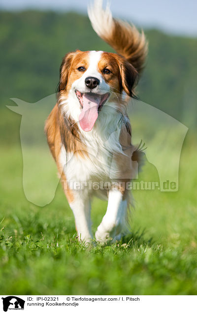 rennender Kooikerhondje / running Kooikerhondje / IPI-02321