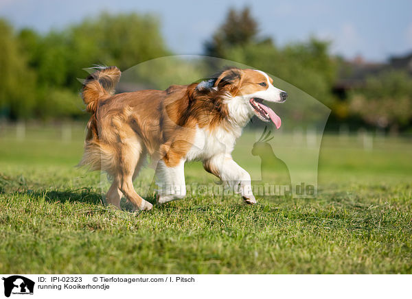 running Kooikerhondje / IPI-02323