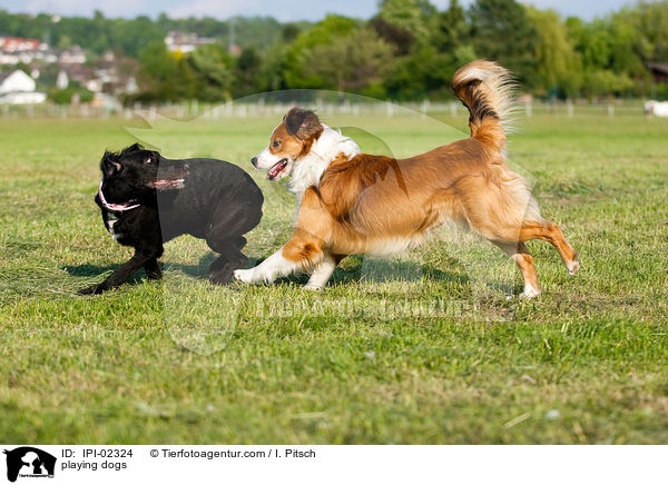 playing dogs / IPI-02324