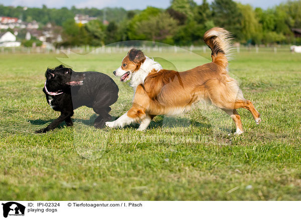 spielende Hunde / playing dogs / IPI-02324