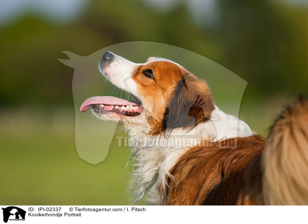 Kooikerhondje Portrait / Kooikerhondje Portrait / IPI-02337