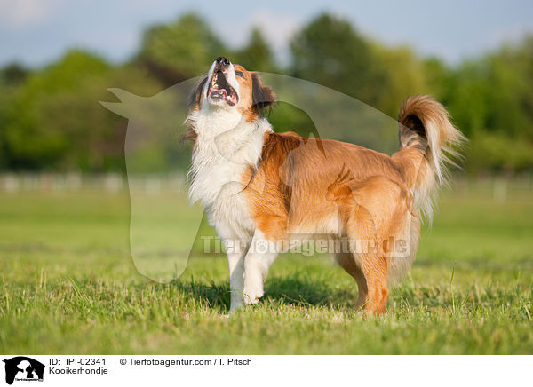 Kooikerhondje / IPI-02341