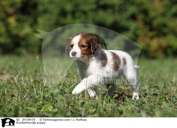 Kooikerhondje puppy / JH-16419