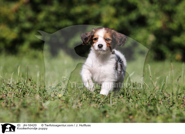 Kooikerhondje puppy / JH-16420