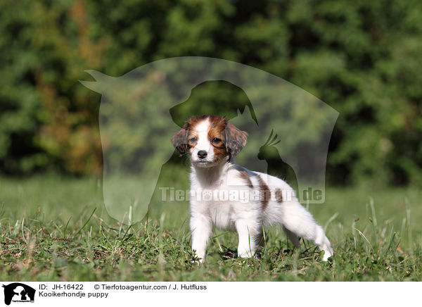 Kooikerhondje puppy / JH-16422
