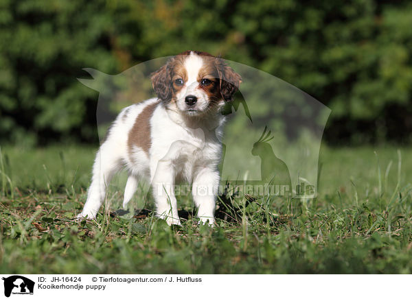 Kooikerhondje puppy / JH-16424