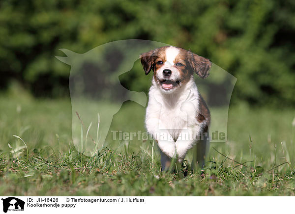 Kooikerhondje puppy / JH-16426