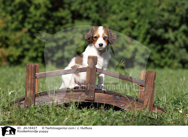 Kooikerhondje puppy / JH-16427