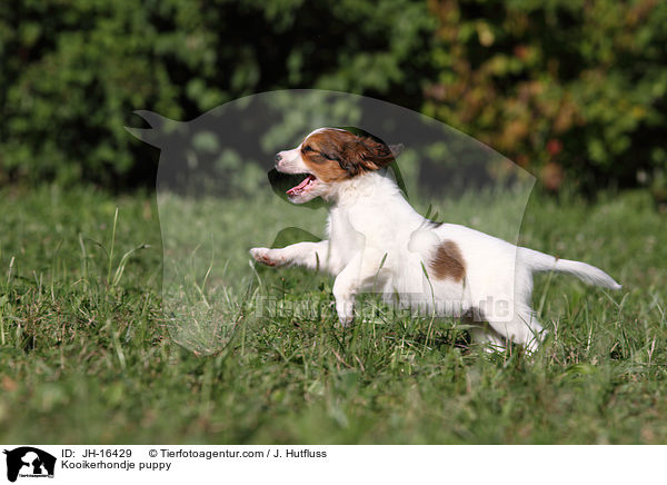 Kooikerhondje puppy / JH-16429