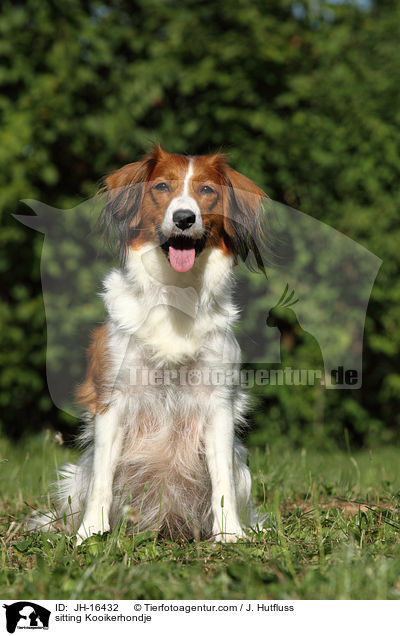 sitting Kooikerhondje / JH-16432