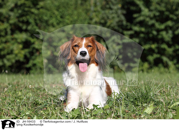 lying Kooikerhondje / JH-16433