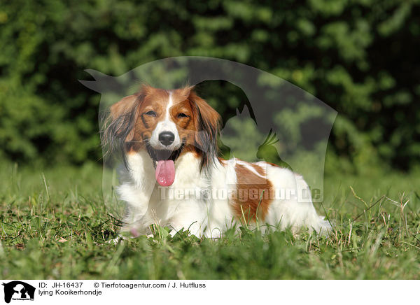 lying Kooikerhondje / JH-16437